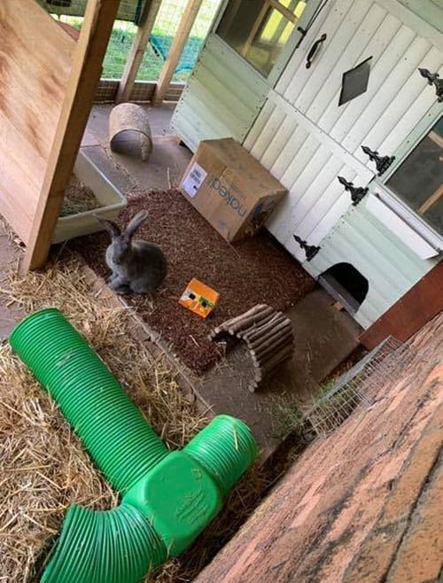 Rabbit Sheds - The Ultimate Outdoor Bunny Hutch With Pictures