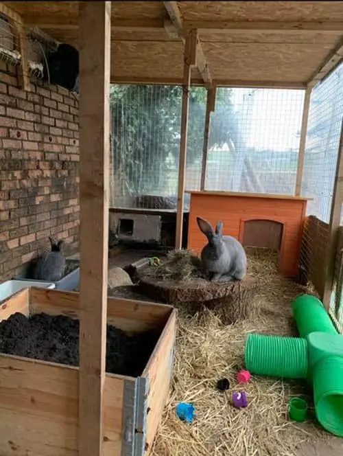 Rabbit Sheds - The Ultimate Outdoor Bunny Hutch With Pictures
