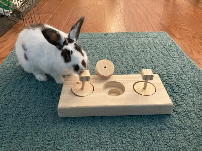 1,200 Girl Bunny Names Both cool names and unique names.