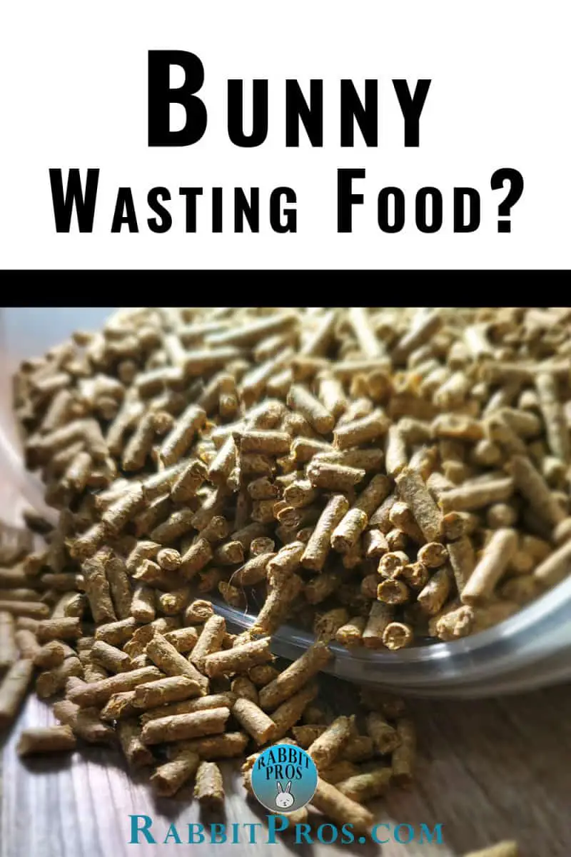 Why Do Rabbits Dump Their Food and How To Stop It!