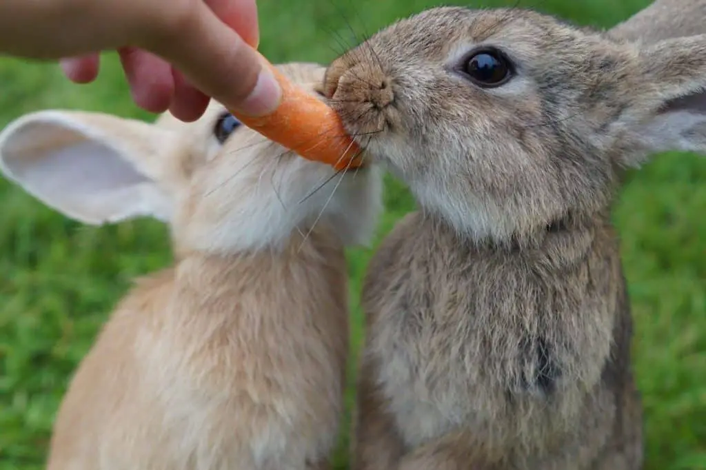 Image of two rabbits biting a carrot