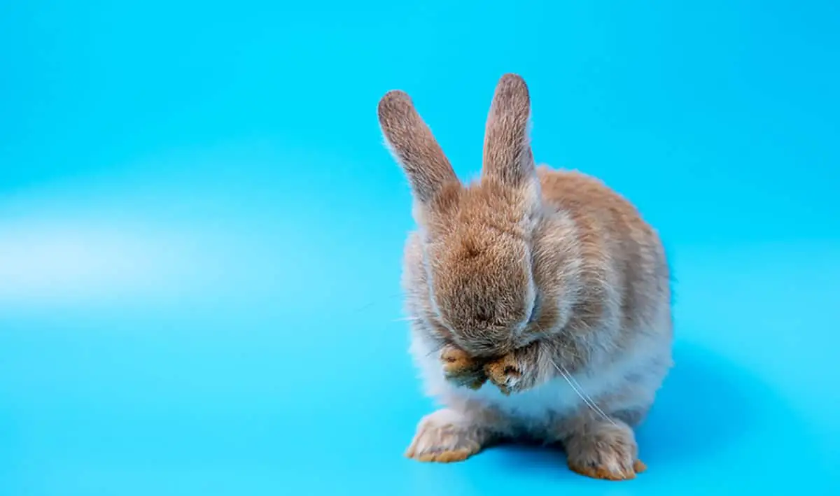 Apologizing To Your Bunny - Saying I'm Sorry The Right Way