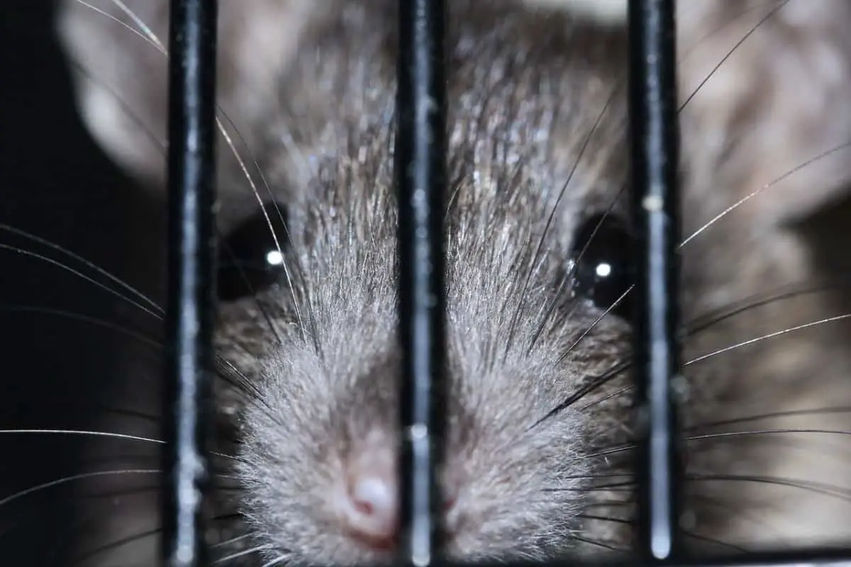 Mice Rabbit Mice In Rabbit Hutch - How To Get Them Out & Keep Them Out