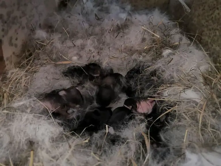 The Complete Rabbit Pregnancy Guide From Day 1 To Birth