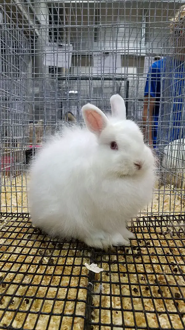Where To Buy A Bunny 10 places to get a pet rabbit