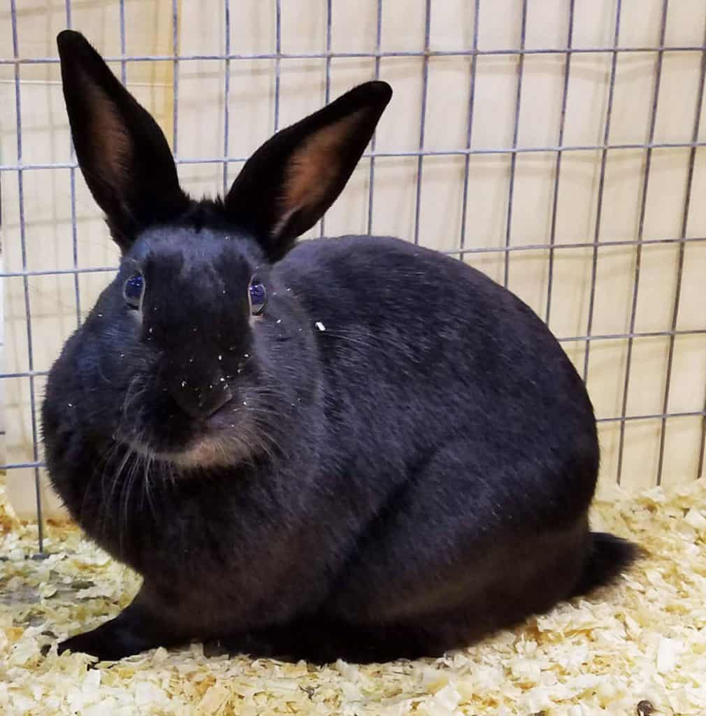 Why Rabbits Stop Using A Litter Box - With Videos