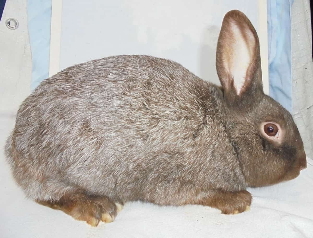 10 Rarest Rabbit Breeds With pictures and videos.