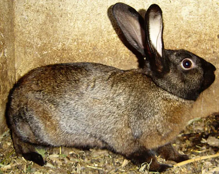 10 Rarest Rabbit Breeds With pictures and videos.