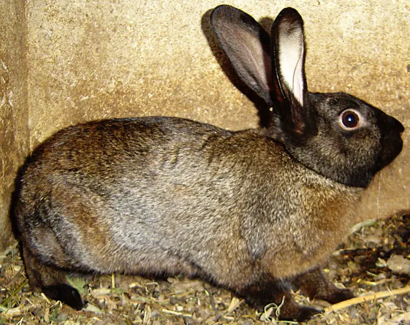 10-rarest-rabbit-breeds-with-pictures-and-videos