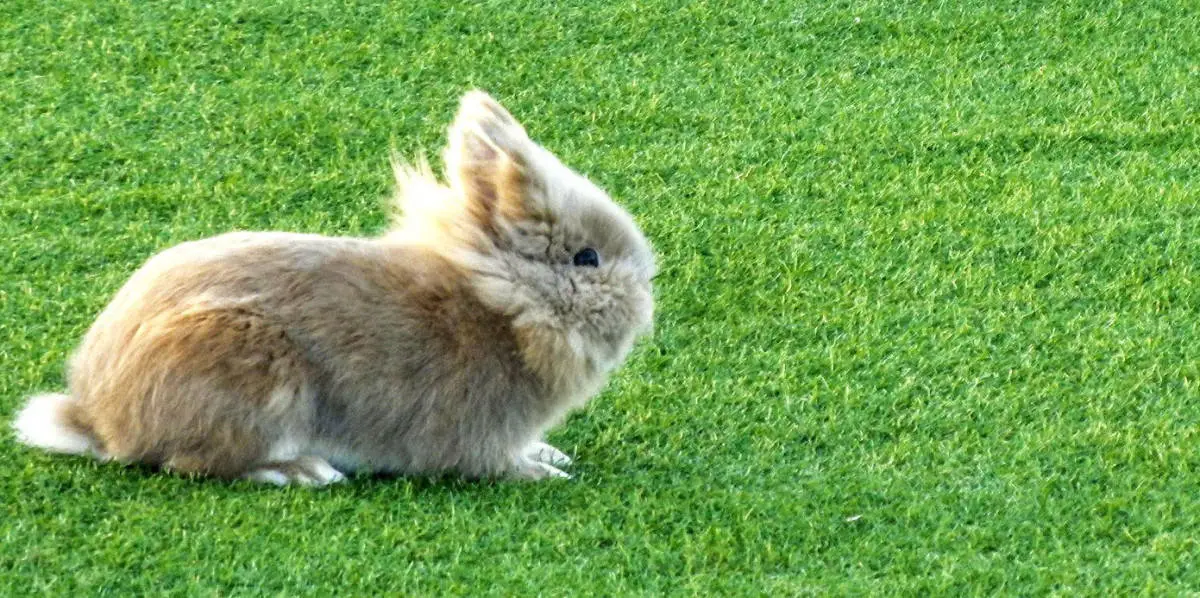 12 Affectionate, Cuddly, And Friendliest Rabbit Breeds.