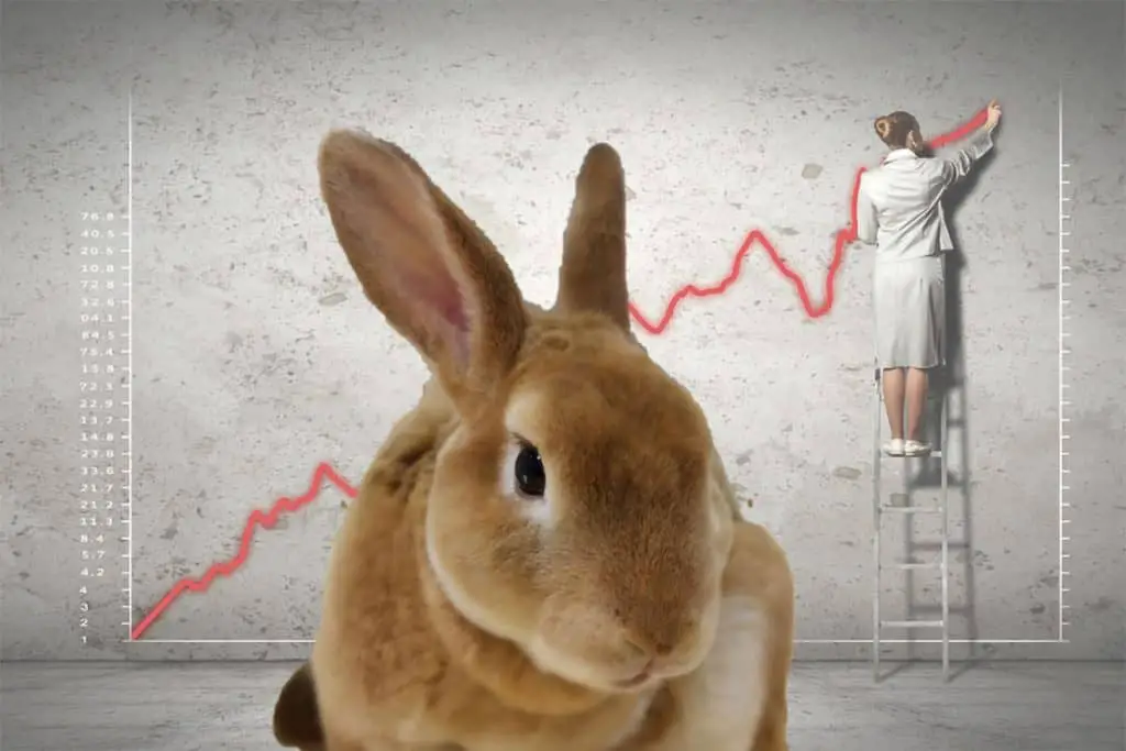 The 9 Most Expensive Rabbit Breeds Bank Breaking Bunnies.