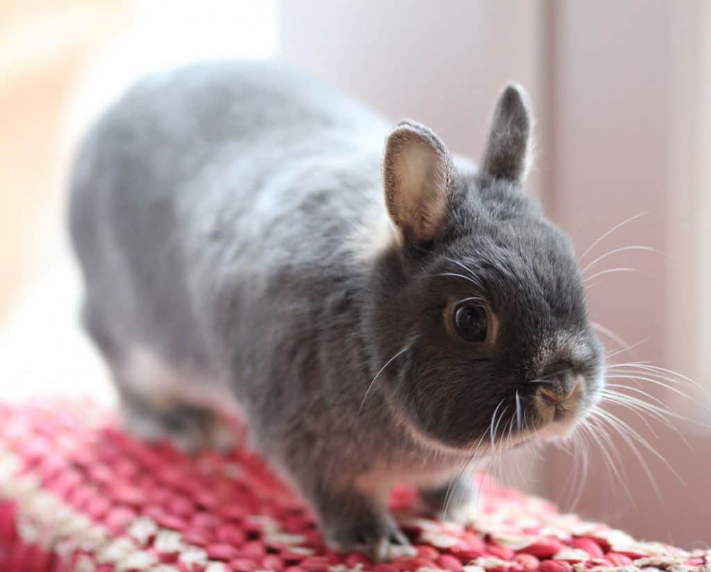 The 9 Smallest Rabbit Breeds - Smallest Rabbit Breed In The World.