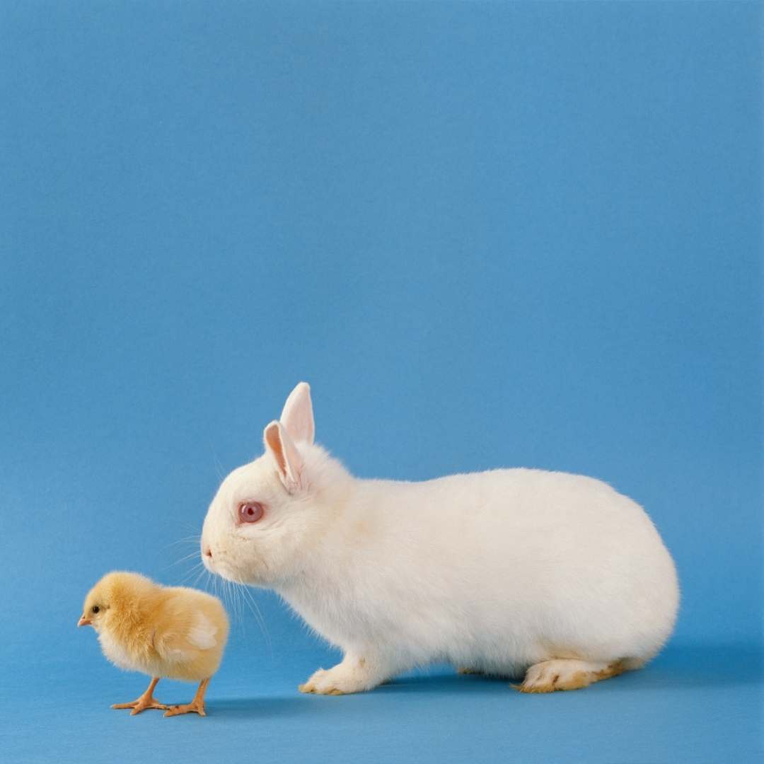 Rabbits And Chickens Living Together The Pros and Cons, and FAQ.