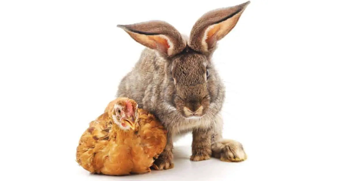 Rabbits And Chickens Living Together The Pros And Cons And Faq