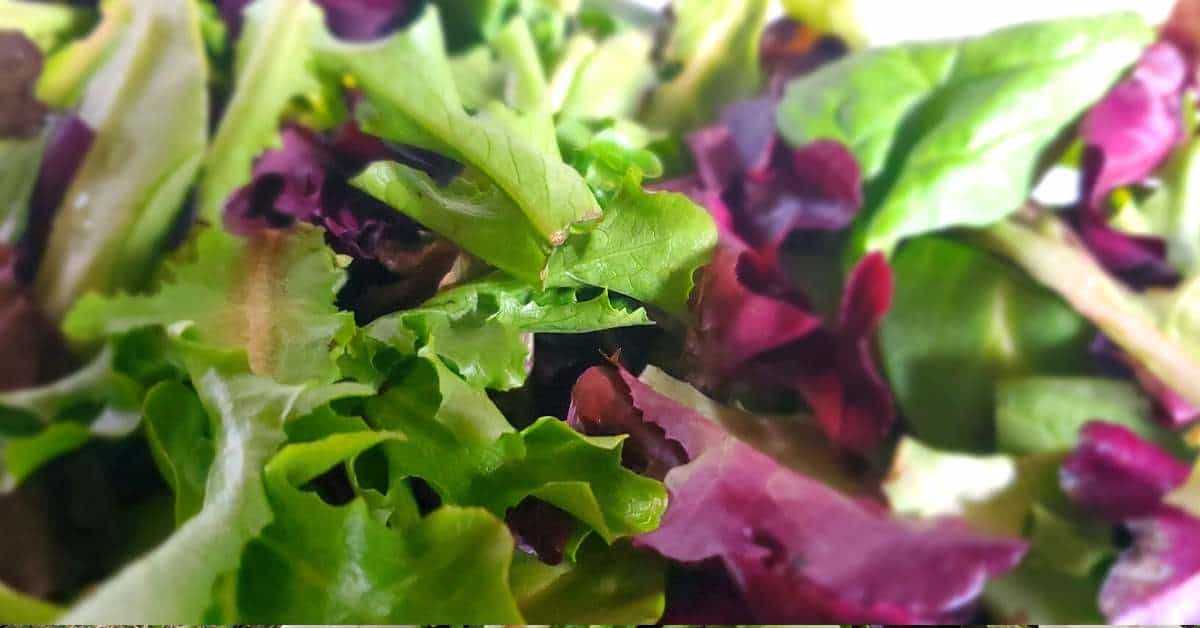 Rabbits Eating Human Food: The Good, The Okay, And The Dangerous