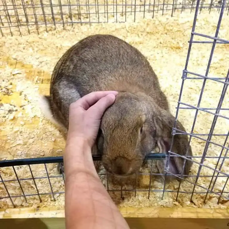 Rabbit Adoption Guide Stepbystep guide, tips, and truths.