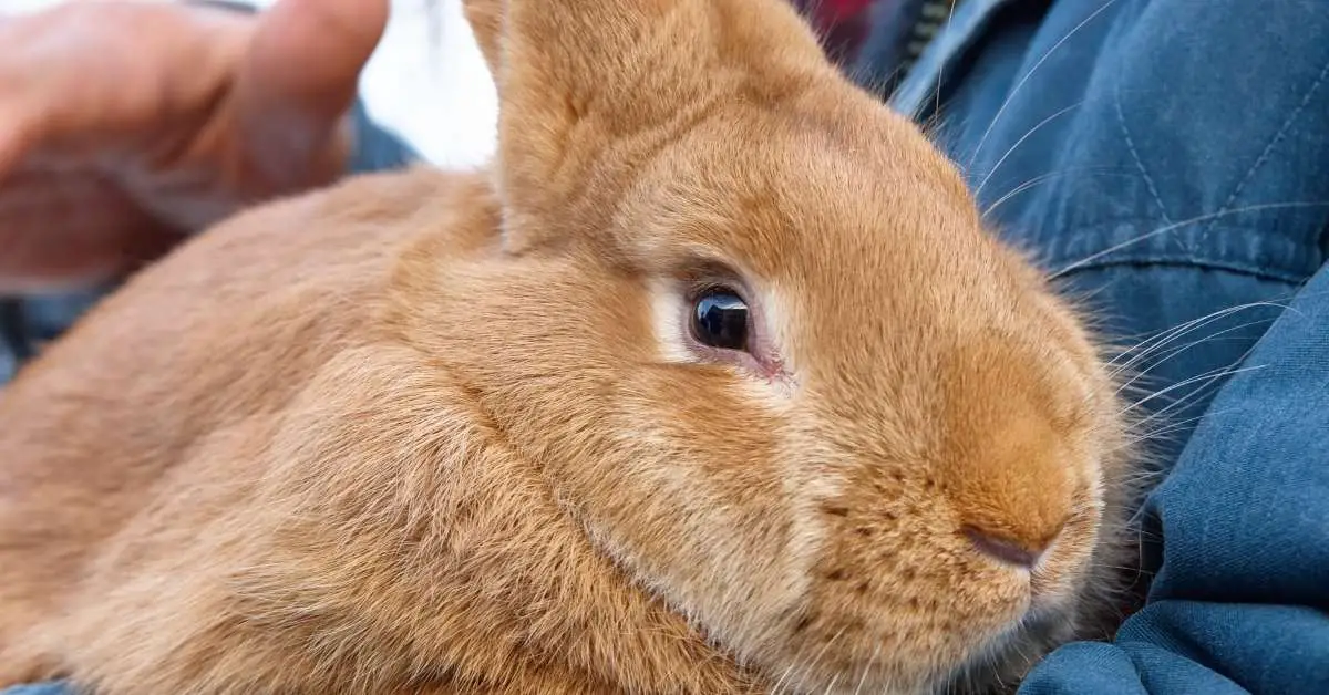Do Rabbits Recognize Their Owners? 7 signs your bunny knows and likes you.