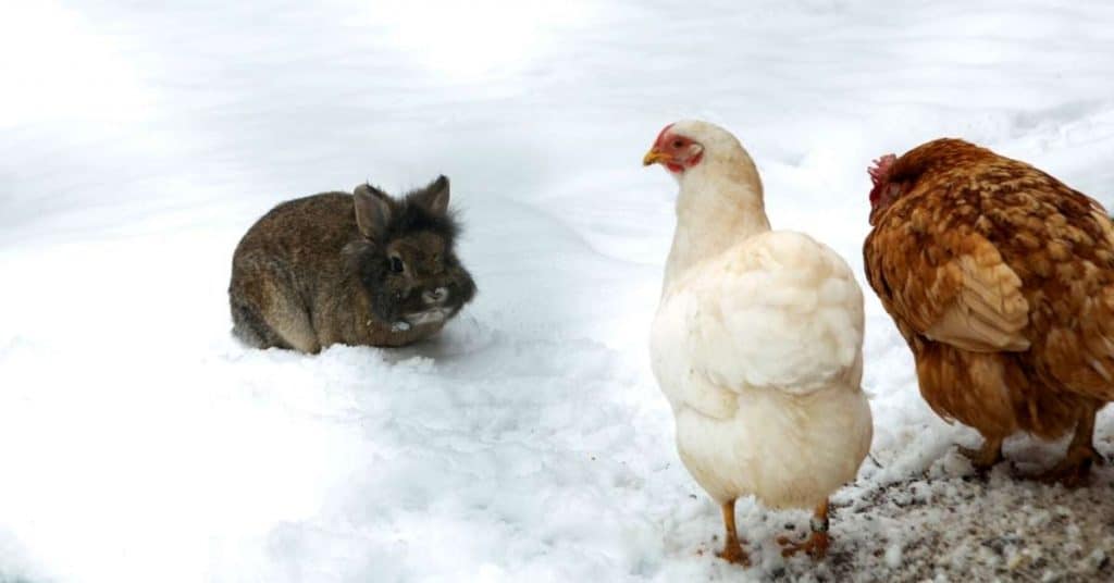 Rabbits And Chickens Living Together The Pros and Cons and FAQ 