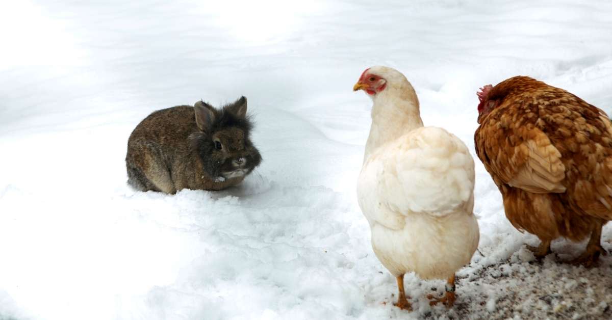 Rabbits And Chickens Living Together The Pros and Cons, and FAQ.