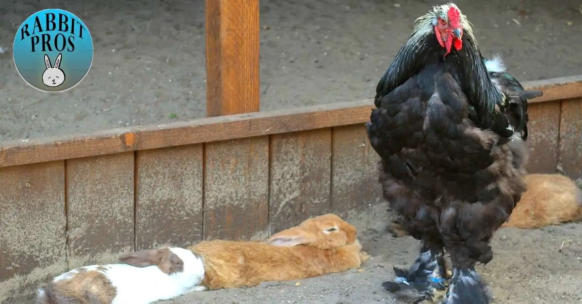 Rabbits And Chickens Living Together The Pros and Cons, and FAQ.