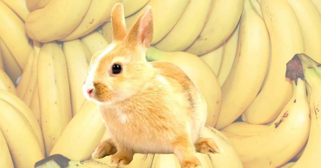 Can Rabbits Eat Bananas And Banana Peels The Slippery Truth