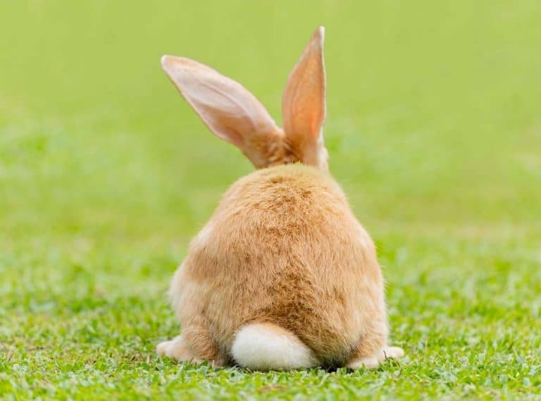 Bunny Tails 14 Questions Answered About A Rabbit's Tail