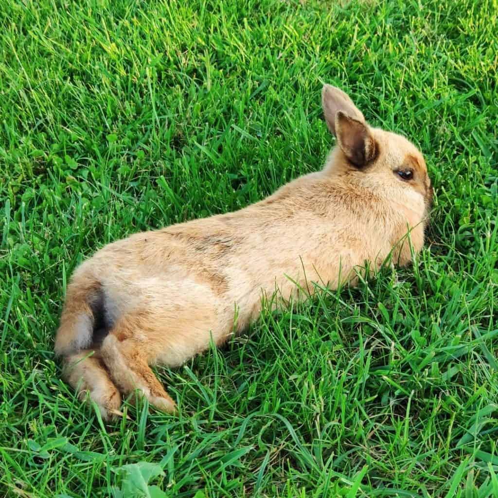 Bunny Tails 14 Questions Answered About A Rabbit's Tail