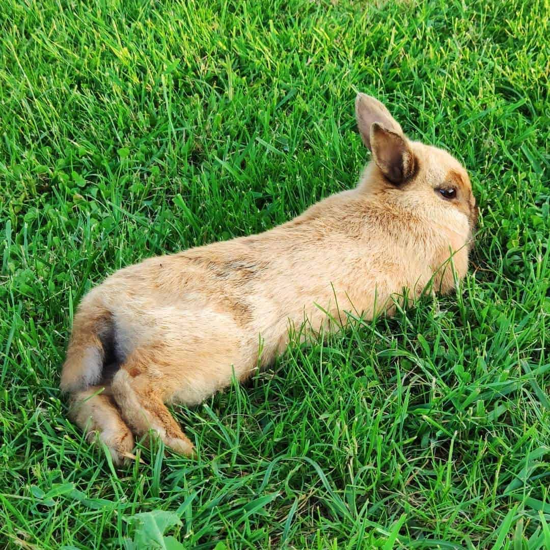 Bunny Tails - 14 Questions Answered About A Rabbit's Tail