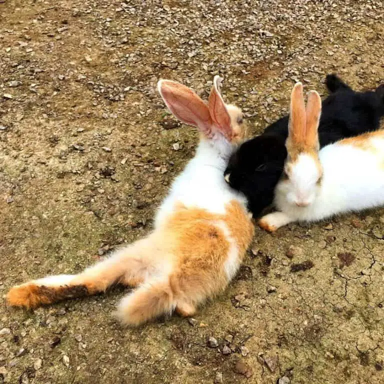 Bunny Tails - 14 Questions Answered About A Rabbit's Tail