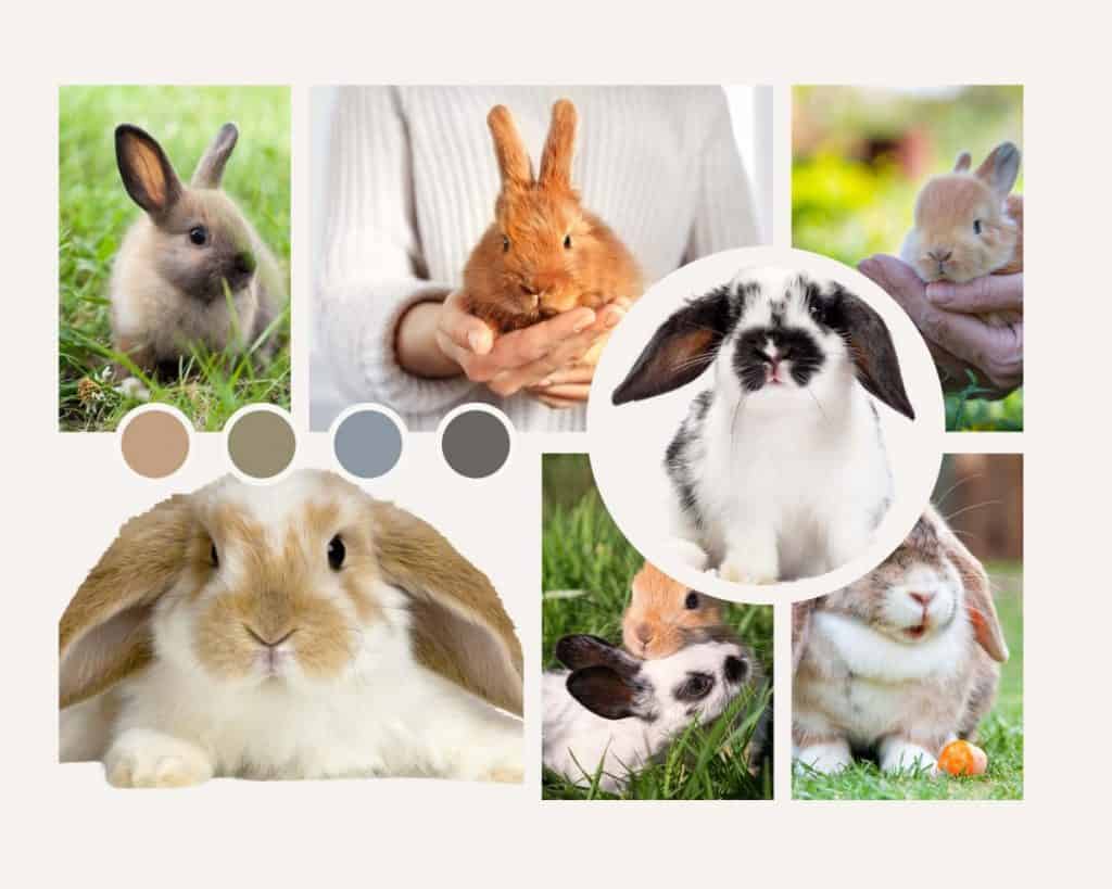 List Of Pet Rabbit Sizes By Breed - Small, Medium, And Large Rabbit Breeds