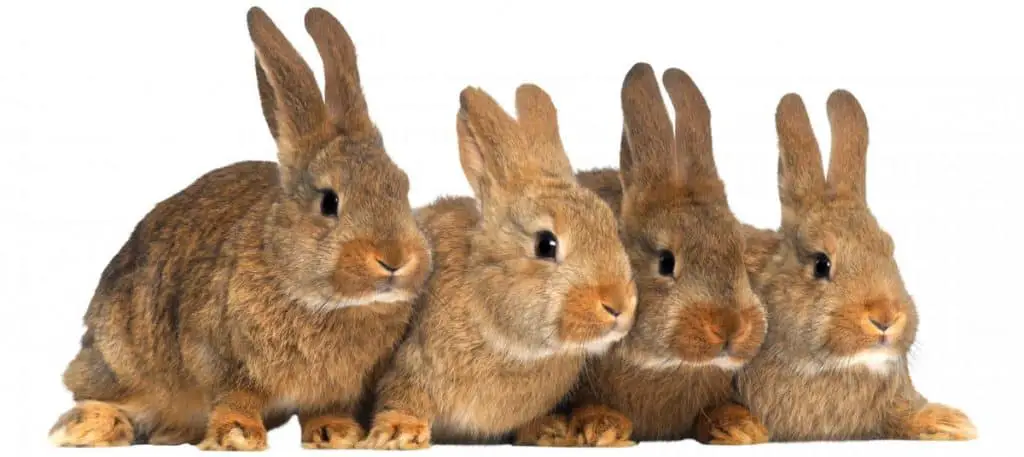 Image of growing rabbits