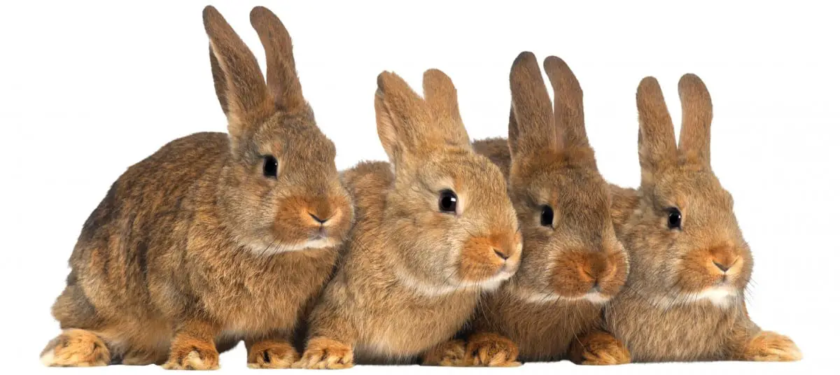 When Do Rabbits Stop Growing? With data and tables.