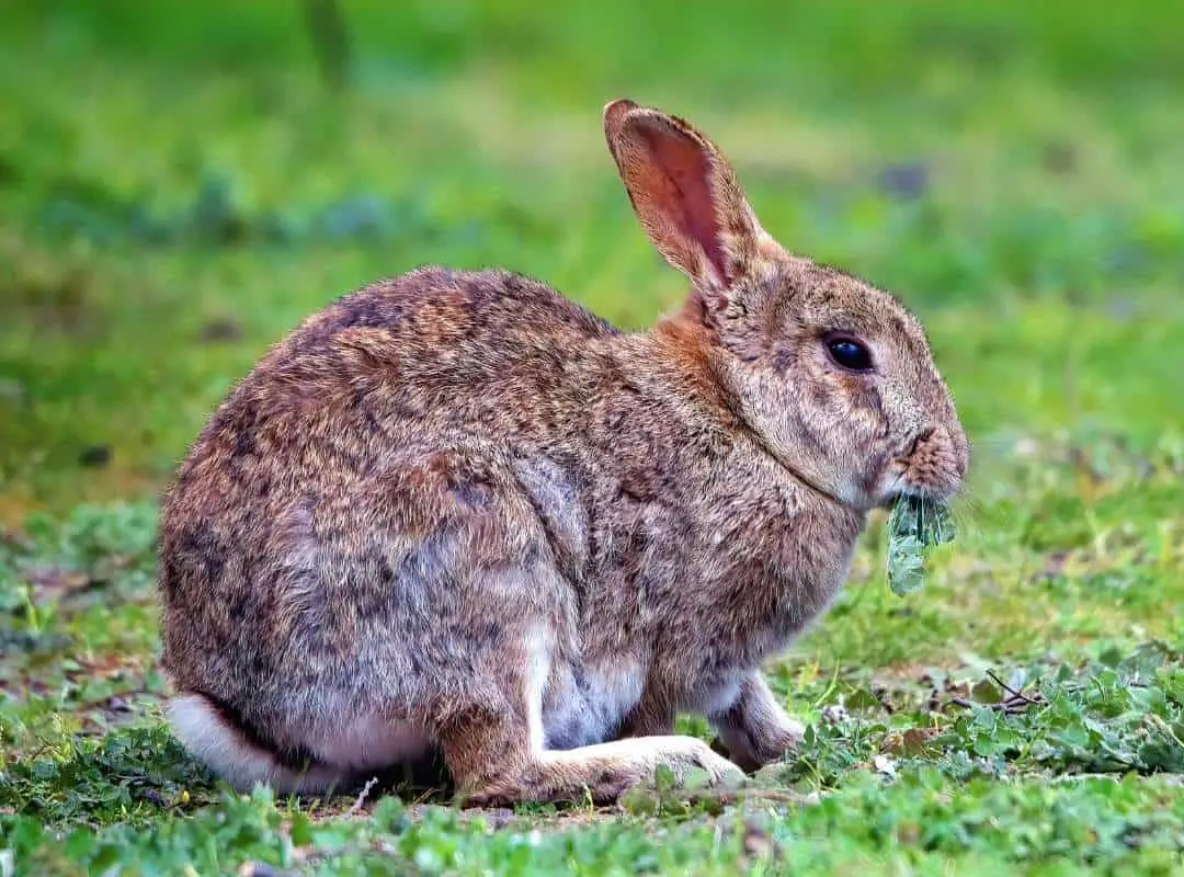 Bunny Tails - 14 Questions Answered About A Rabbit's Tail