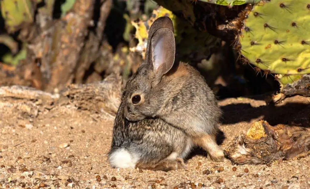 Image of rabbit smelling bad.