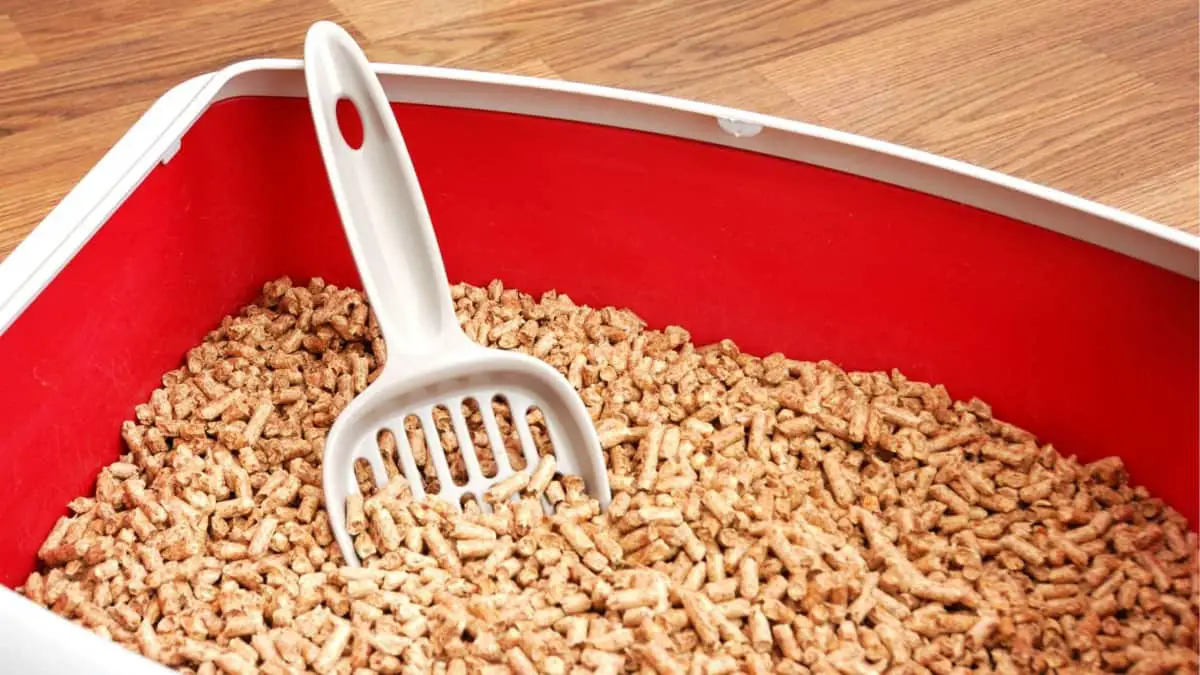 Rabbit Tipping Litter Box Why and how to stop it.