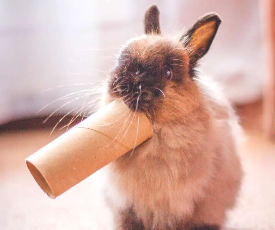 Image of Rabbit Chewing on Something