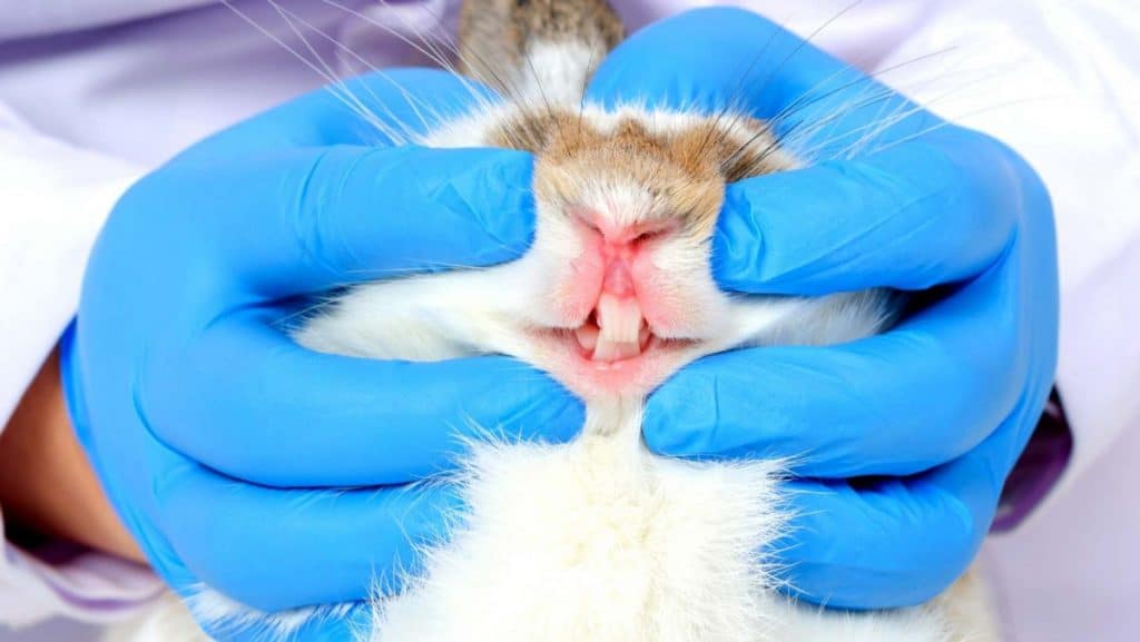 Rabbit Teeth Causing Bunny To Chew A Lot