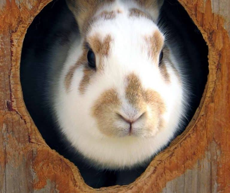 Rabbit Chewing On Everything Why and how to stop it.