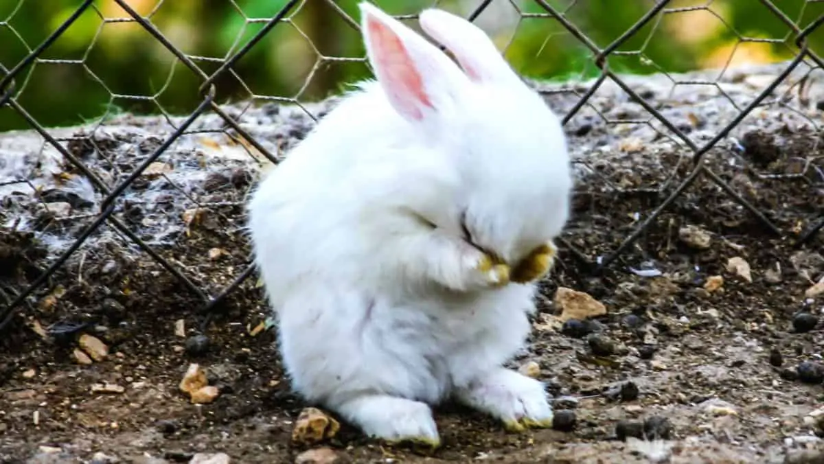 Rabbits And Loneliness Can A Pet Rabbit Die Of Loneliness?