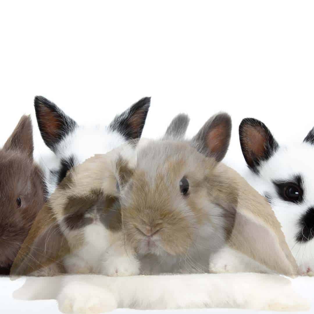 Comforting Someone Who Has Lost A Pet Rabbit Dealing with a bunny dying.