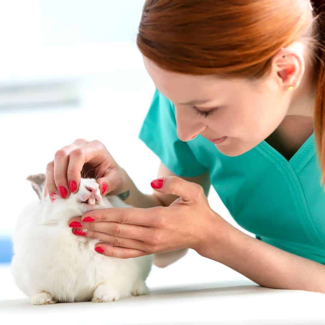 The Definitive Rabbit Teeth Guide.