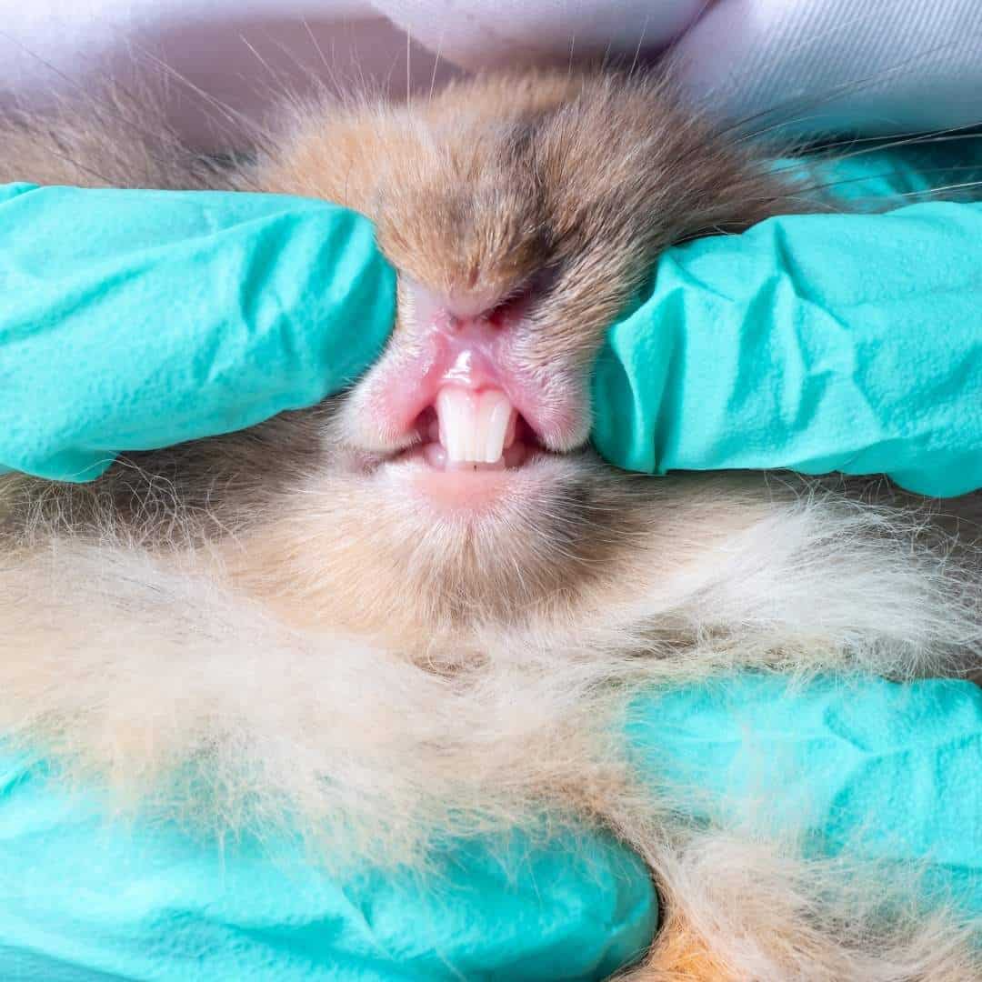 The Definitive Rabbit Teeth Guide.