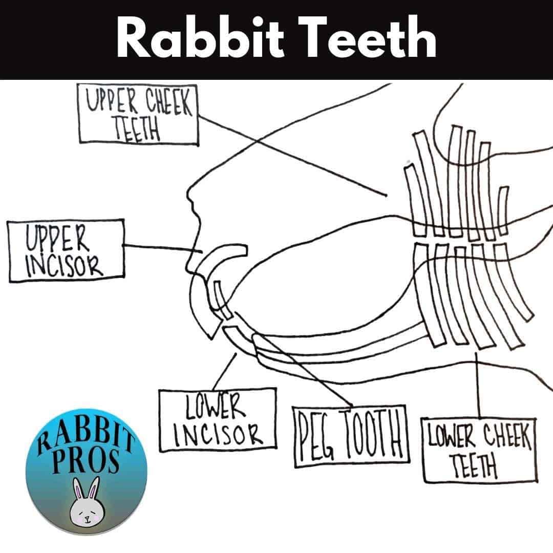 The Definitive Rabbit Teeth Guide.