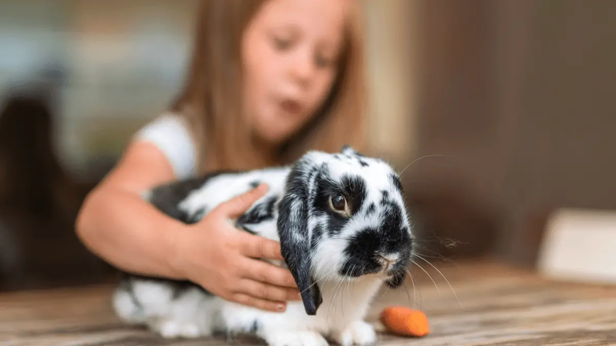 Best Rabbits For A Kids Pet Rabbit Breeds For Children.