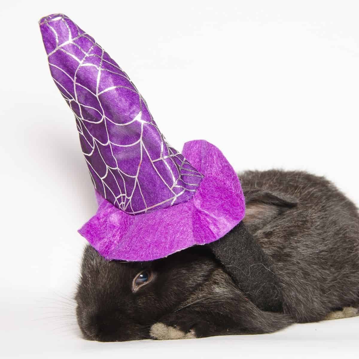 Names For Black Rabbits 436 Black Bunny Names.