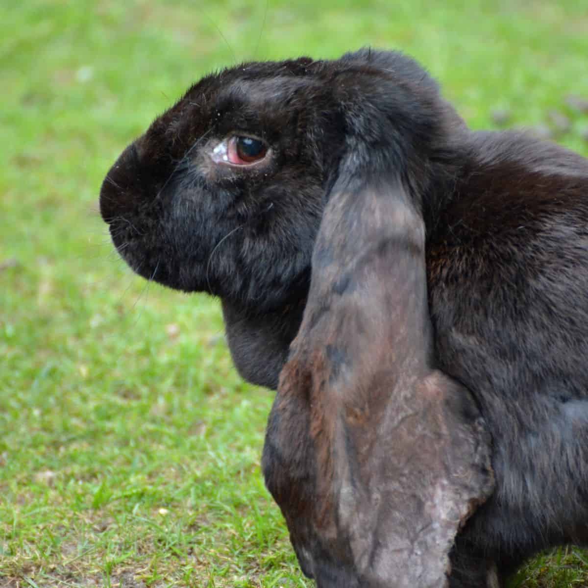 names-for-black-rabbits-436-black-bunny-names