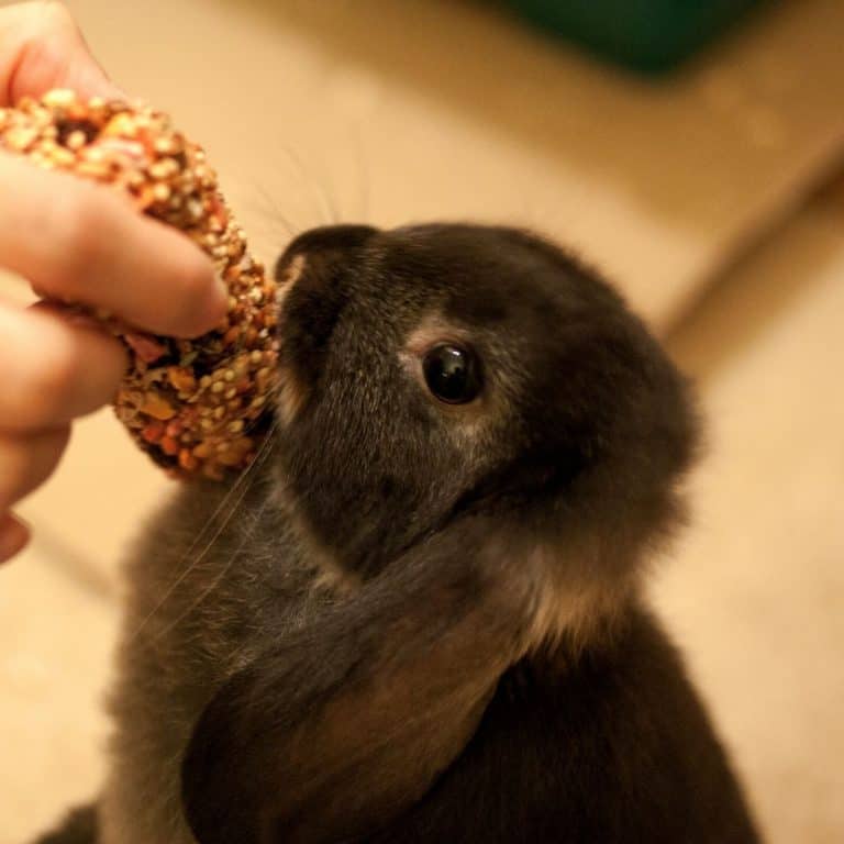 Names For Black Rabbits 436 Black Bunny Names.