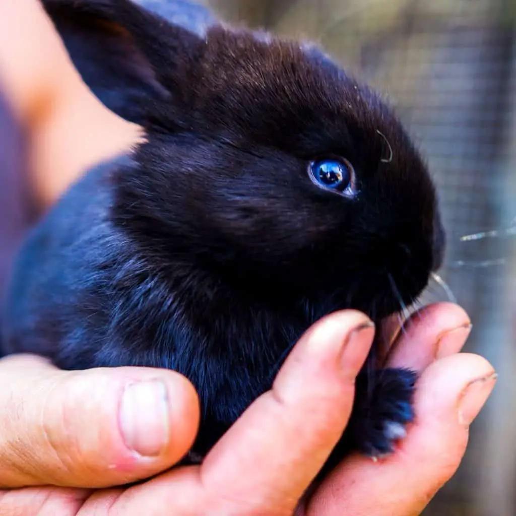 Image of a black bunny