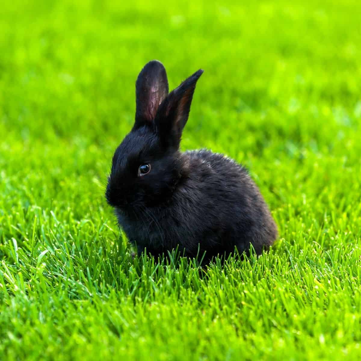 names-for-black-rabbits-436-black-bunny-names