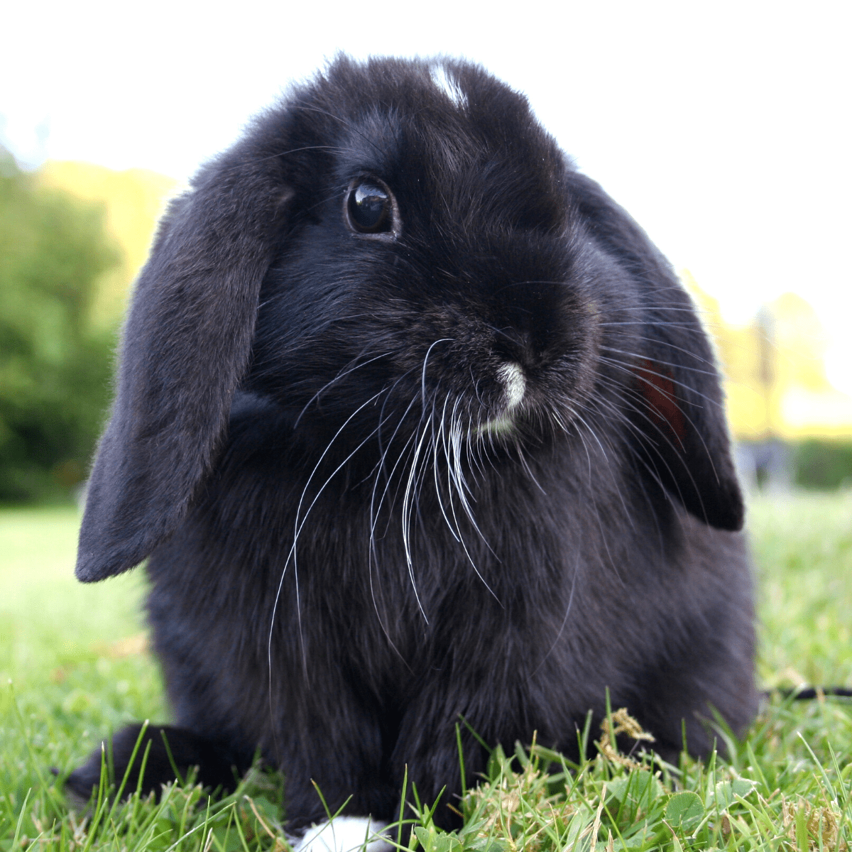 names-for-black-rabbits-436-black-bunny-names